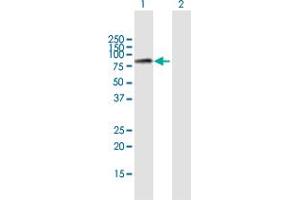 Western Blot analysis of MCM7 expression in transfected 293T cell line by MCM7 MaxPab polyclonal antibody. (MCM7 anticorps  (AA 1-719))