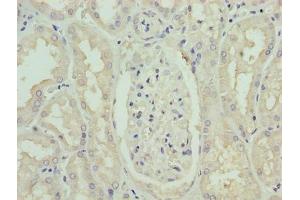 Immunohistochemistry of paraffin-embedded human kidney tissue using ABIN7163080 at dilution of 1:100