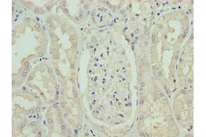 Immunohistochemistry of paraffin-embedded human kidney tissue using ABIN7163080 at dilution of 1:100 (Phenylalanine Hydroxylase anticorps  (AA 2-452))