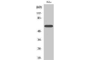Western Blotting (WB) image for anti-RAR-Related Orphan Receptor A (RORA) (N-Term) antibody (ABIN3177293) (RORA anticorps  (N-Term))