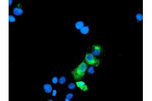 Anti-GOLM1 mouse monoclonal antibody (ABIN2455433) immunofluorescent staining of COS7 cells transiently transfected by pCMV6-ENTRY GOLM1 (RC200086). (GOLM1 anticorps)