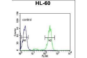 HSP90AB1 Antibody (C-term) (ABIN652406 and ABIN2841984) flow cytometric analysis of HL-60 cells (right histogram) compared to a negative control cell (left histogram).
