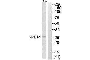 Western Blotting (WB) image for anti-Ribosomal Protein L14 (RPL14) (Internal Region) antibody (ABIN1850612) (RPL14 anticorps  (Internal Region))