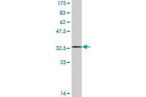 Western Blot detection against Immunogen (35.