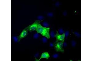 Immunofluorescence (IF) image for anti-erythroblast Membrane-Associated Protein (Scianna Blood Group) (ERMAP) antibody (ABIN1498106) (ERMAP anticorps)