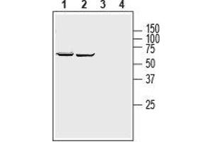 Western blot analysis of human Jurkat T-cell leukemia cell line (lanes 1 and 3) and human K562 chronic myelogenous leukemia cell line (lanes 2 and 4) lysates: - 1,2. (SLC39A8 anticorps  (2nd Extracellular Loop))