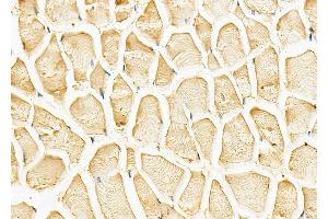 ABIN6262049 and ABIN6278576 at 1/100 staining Mouse muscle tissue by IHC-P.