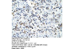 Rabbit Anti-PRMT2 Antibody  Paraffin Embedded Tissue: Human Liver Cellular Data: Liver cells Antibody Concentration: 4. (PRMT2 anticorps  (N-Term))