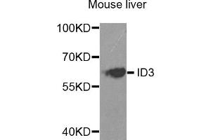 Western blot analysis of extracts of mouse liver, using ID3 antibody. (ID3 anticorps)