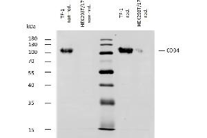 Western blotting analysis of human CD34 using mouse monoclonal antibody QBEnd-10 on lysates of TF-1 cell line and HEK293T/17 cell line (CD34 non-expressing cell line, negative control) under non-reducing and reducing conditions.