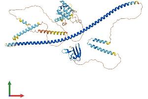 AlphaFold protein structure predicition of Mouse Recombinant Dixdc1 Protein, UniprotID Q80Y83