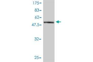 Western Blot detection against Immunogen (52. (C1orf33 anticorps  (AA 1-239))