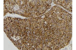 ABIN6279131 at 1/100 staining Human pancreas tissue by IHC-P. (APOL3 anticorps  (N-Term))