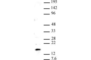 Histone H2A Variant H2A.Z, Pht1 (PHT1) (C-Term) 抗体