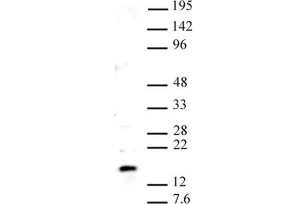 Histone H2A Variant H2A.Z, Pht1 (PHT1) (C-Term) 抗体