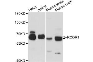 Western blot analysis of extracts of various cell lines, using RCOR1 antibody. (CoREST anticorps)