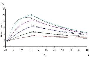 Biotinylated Human IL-18 R1, His Tag captured on CM5-SA Chip can bind Human IL-18, No Tag with an affinity constant of 1.