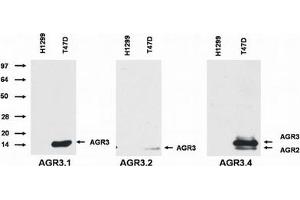 Western Blotting (WB) image for anti-Anterior Gradient 3 (AGR3) antibody (ABIN614768) (AGR3 anticorps)