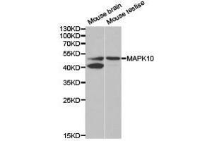 Western Blotting (WB) image for anti-Mitogen-Activated Protein Kinase 10 (MAPK10) antibody (ABIN1873623) (MAPK10 anticorps)
