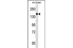 FIA2 Antibody (Center) (ABIN1538507 and ABIN2849167) western blot analysis in mouse liver tissue lysates (35 μg/lane). (PPFIA2 anticorps  (AA 571-599))