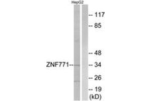 Western Blotting (WB) image for anti-Zinc Finger Protein 771 (ZNF771) (AA 161-210) antibody (ABIN2890701) (ZNF771 anticorps  (AA 161-210))