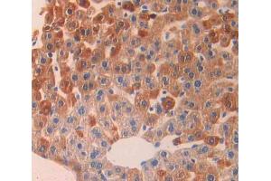 IHC-P analysis of Rat Tissue, with DAB staining. (LAP anticorps  (AA 206-496))