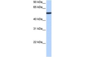 Western Blotting (WB) image for anti-Chromobox Homolog 2 (CBX2) antibody (ABIN2463437) (CBX2 anticorps)