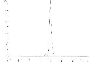 The purity of Human CDCP1 is greater than 95 % as determined by SEC-HPLC.