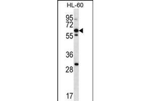 NPTXR Antibody (Center) (ABIN657067 and ABIN2846231) western blot analysis in HL-60 cell line lysates (35 μg/lane). (NPTXR anticorps  (AA 180-209))