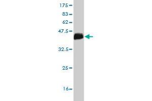 Western Blot detection against Immunogen (36.