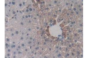 Detection of ENG in Mouse Liver Tissue using Polyclonal Antibody to Endoglin (ENG)