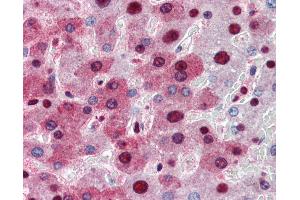 Anti-NPM1 antibody IHC of human liver. (NPM1 anticorps  (AA 81-294))