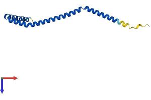 AlphaFold protein structure predicition of Mouse Recombinant Borcs8 Protein, UniprotID Q9D6Y4