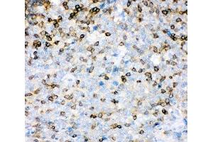 IHC-P: IL16 antibody testing of human tonsil tissue (IL16 anticorps  (AA 1212-1332))