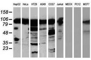 Image no. 1 for anti-Transforming, Acidic Coiled-Coil Containing Protein 3 (TACC3) antibody (ABIN1498101)