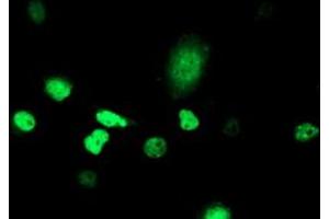 Anti-ATRIP mouse monoclonal antibody (ABIN2455758) immunofluorescent staining of COS7 cells transiently transfected by pCMV6-ENTRY ATRIP (RC223562). (ATRIP anticorps  (AA 42-309))