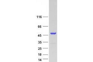 Validation with Western Blot