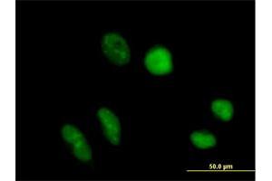 Immunofluorescence of purified MaxPab antibody to TRUB1 on HeLa cell. (TRUB1 anticorps  (AA 1-349))