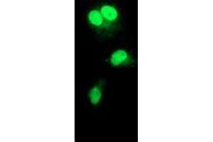 Anti-RAD51L1 mouse monoclonal antibody (ABIN2455028) immunofluorescent staining of COS7 cells transiently transfected by pCMV6-ENTRY RAD51L1 (RC206457). (RAD51 Homolog B anticorps  (AA 119-346))
