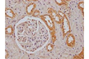 IHC image of ABIN7152743 diluted at 1:100 and staining in paraffin-embedded human kidney tissue performed on a Leica BondTM system. (FGGY anticorps  (AA 1-244))