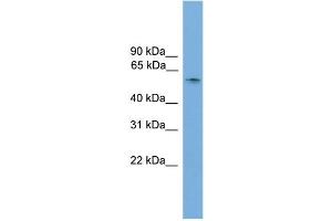WB Suggested Anti-Sox10 Antibody Titration:  0. (SOX10 anticorps  (N-Term))
