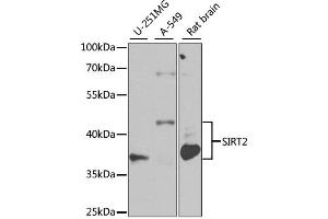 Western blot analysis of extracts of various cell lines, using SIRT2 antibody (ABIN1874785) at 1:1000 dilution. (SIRT2 anticorps)