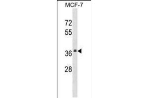 Western blot analysis in MCF-7 cell line lysates (35ug/lane). (MRPL2 anticorps  (C-Term))