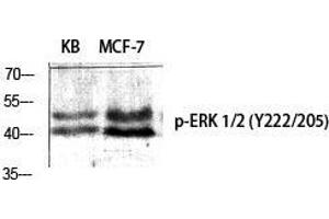 Western Blot (WB) analysis of specific cells using Phospho-ERK 1/2 (Y222/205) Polyclonal Antibody. (ERK1/2 anticorps  (pTyr205, pTyr222))