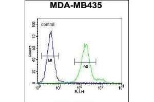Flow cytometric analysis of MDA-MB435 cells (right histogram) compared to a negative control cell (left histogram). (OR6V1 anticorps  (C-Term))