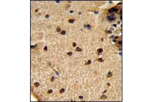 AP18036PU-N GLS Antibody staining of Formalin-fixed, Paraffin-Embedded Human brain tissue using peroxidase-conjugated secondary antibody, followed by DAB staining. (Glutaminase Kidney Isoform (C-Term) anticorps)