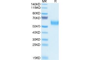 Biotinylated Human SIRP alpha V5 on Tris-Bis PAGE under reduced condition.