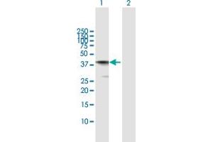 Western Blot analysis of AIFM2 expression in transfected 293T cell line by AIFM2 MaxPab polyclonal antibody.