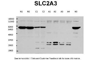 WB Suggested Anti-SLC2A3 Antibody Titration: 1 ug/mlPositive Control: Cultured mouse primary cortex neuron, mouse cerebellum tissue sample, cultured mouse primary cortex astrocyte, (SLC2A3 anticorps  (Middle Region))