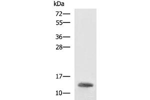 Western blot analysis of K562 cell lysate using HBZ Polyclonal Antibody at dilution of 1:1600 (HBZ anticorps)